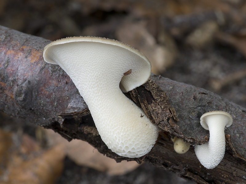 Polyporus tuberaster